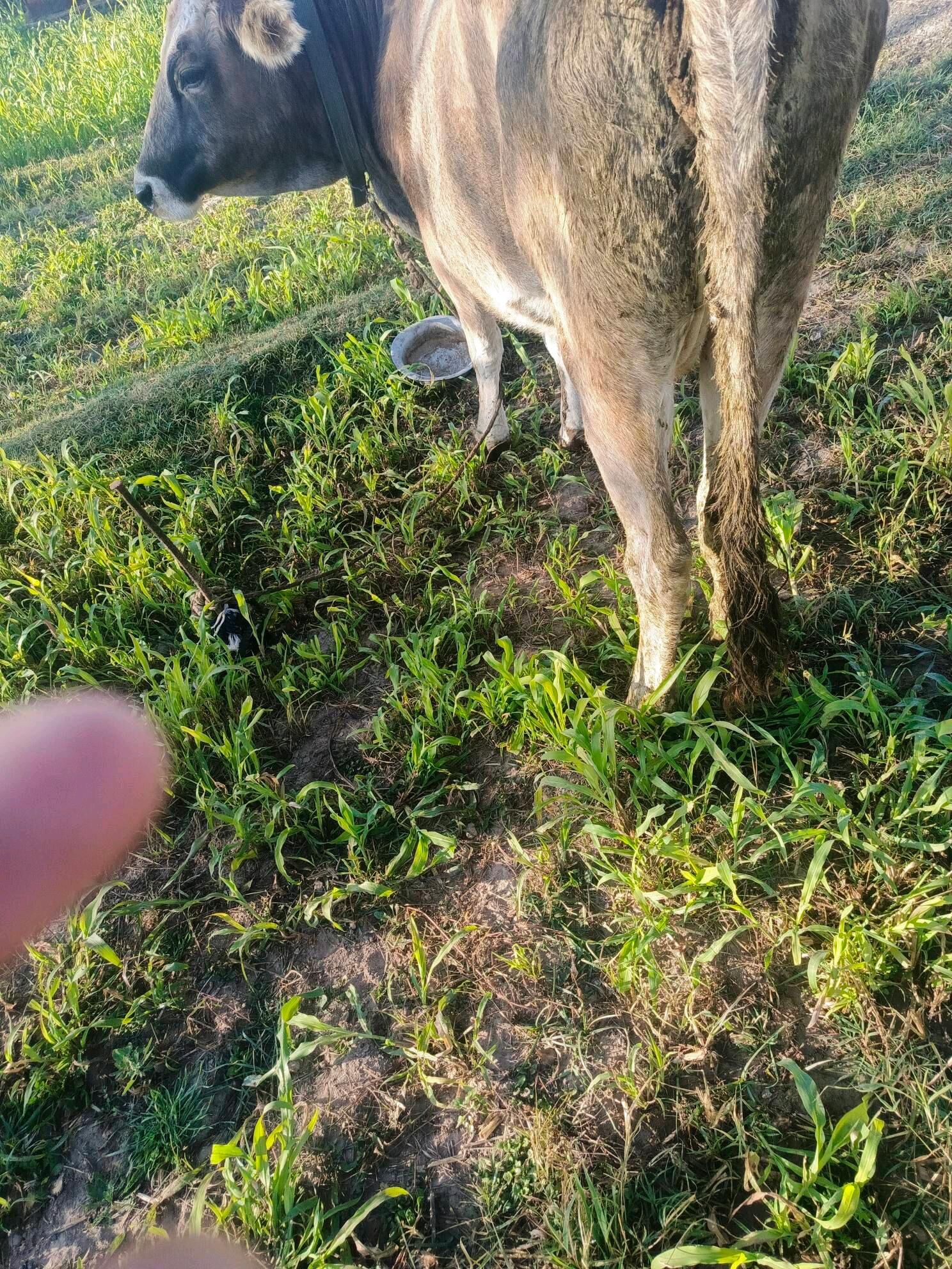 Öküz ler  Sygyr - Herrikgala - img 7