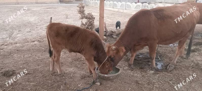 gole swes - Mary - img 1