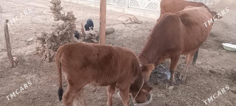 gole swes - Mary - img 2