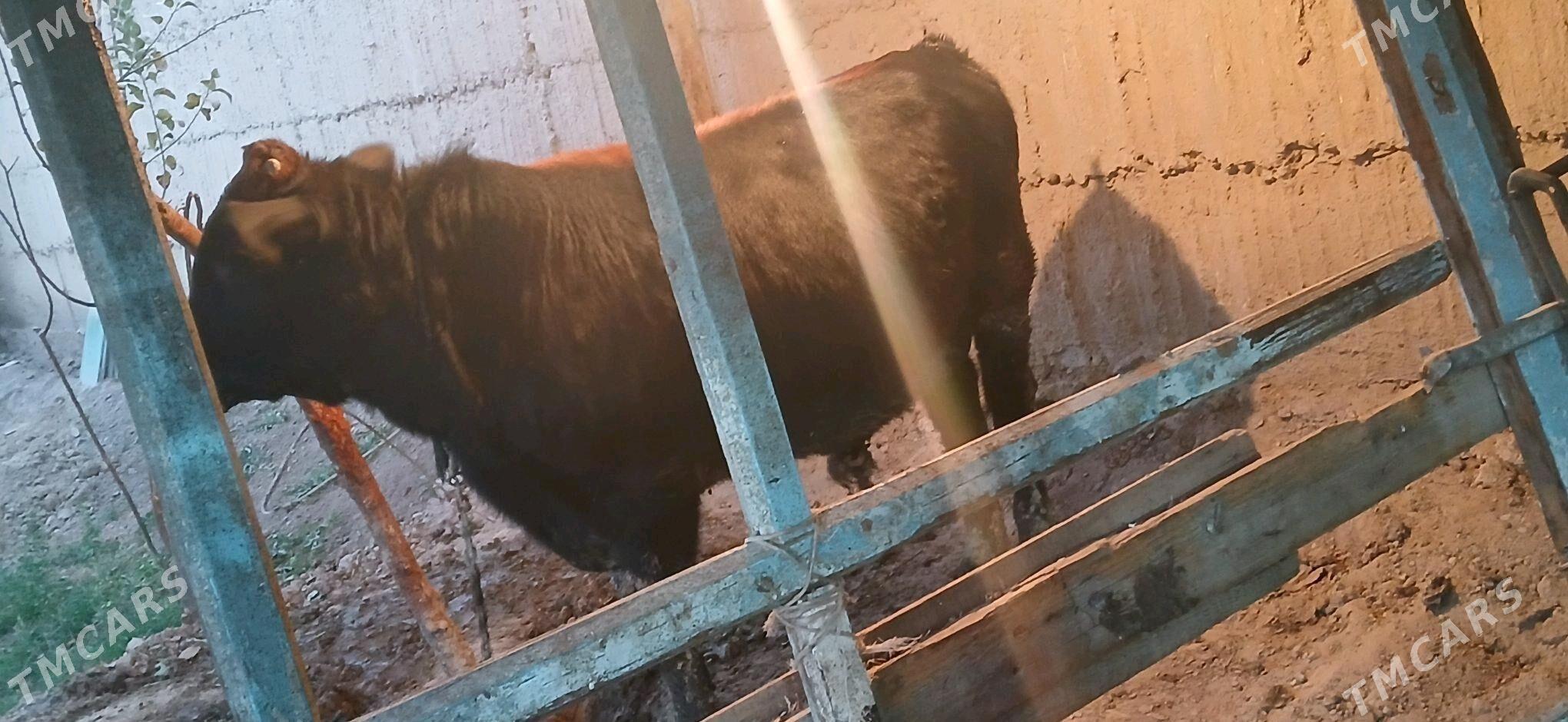 okuz - Анев - img 2