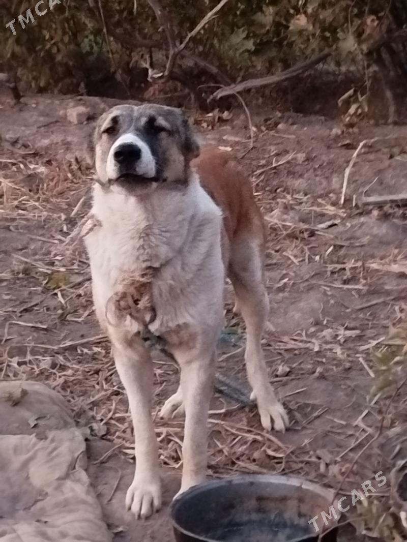 turkmen iti - Dänew - img 3