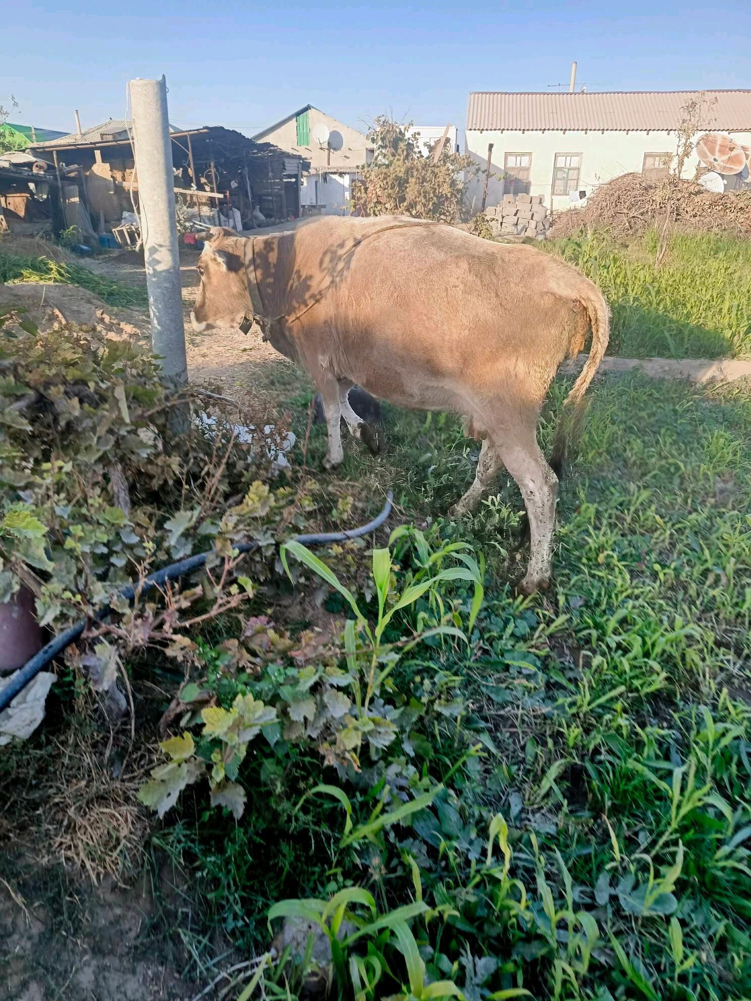 Öküz ler  Sygyr - Herrikgala - img 8