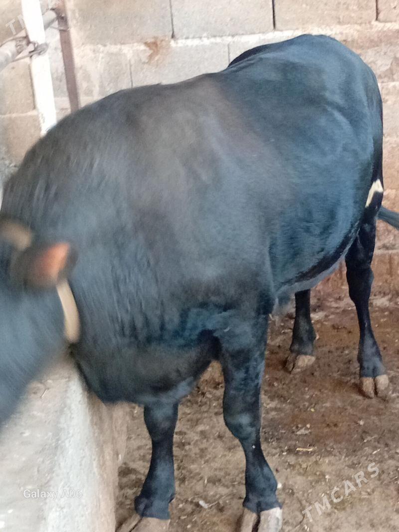 swed okuz - Aşgabat - img 2