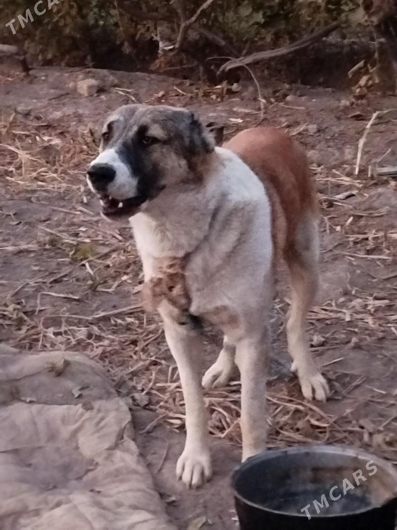 turkmen iti - Dänew - img 2