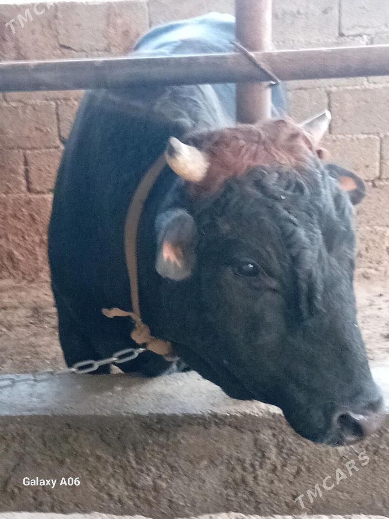 swed okuz - Aşgabat - img 4