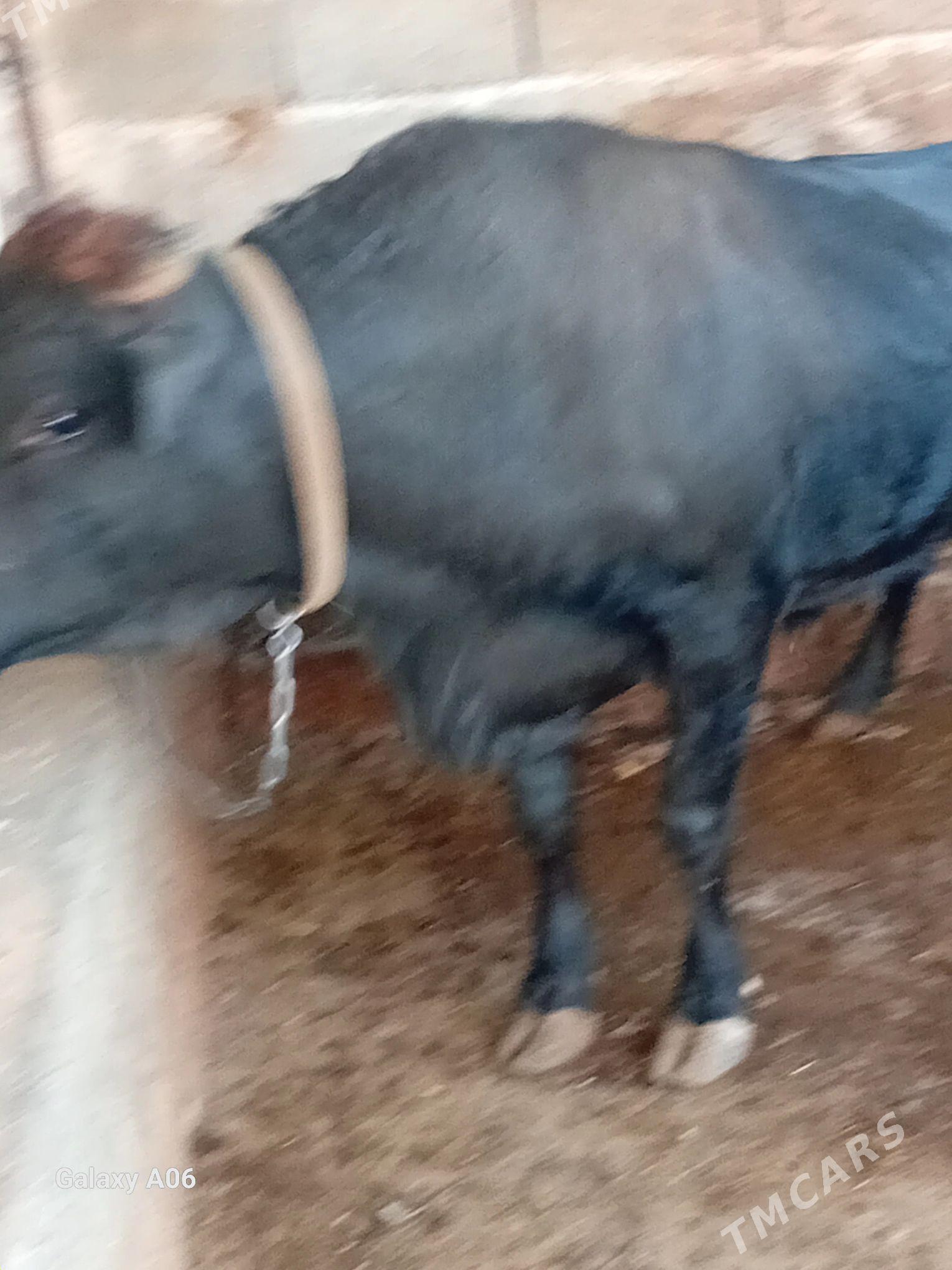 swed okuz - Aşgabat - img 5