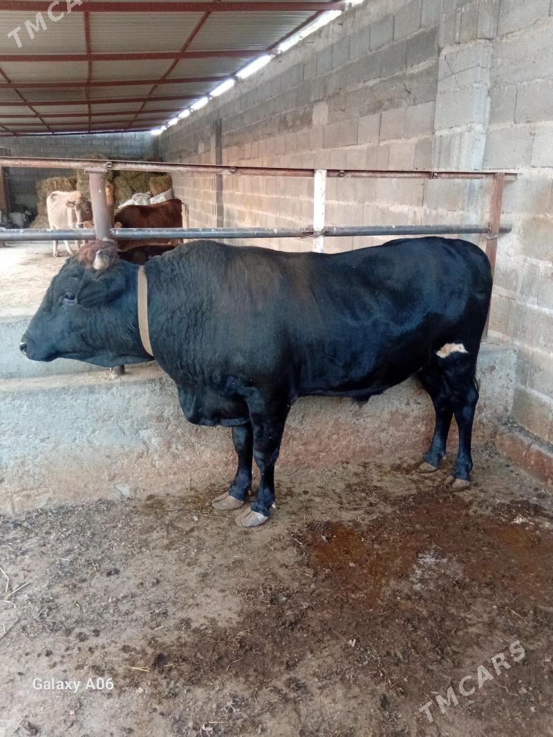 swed okuz - Aşgabat - img 3