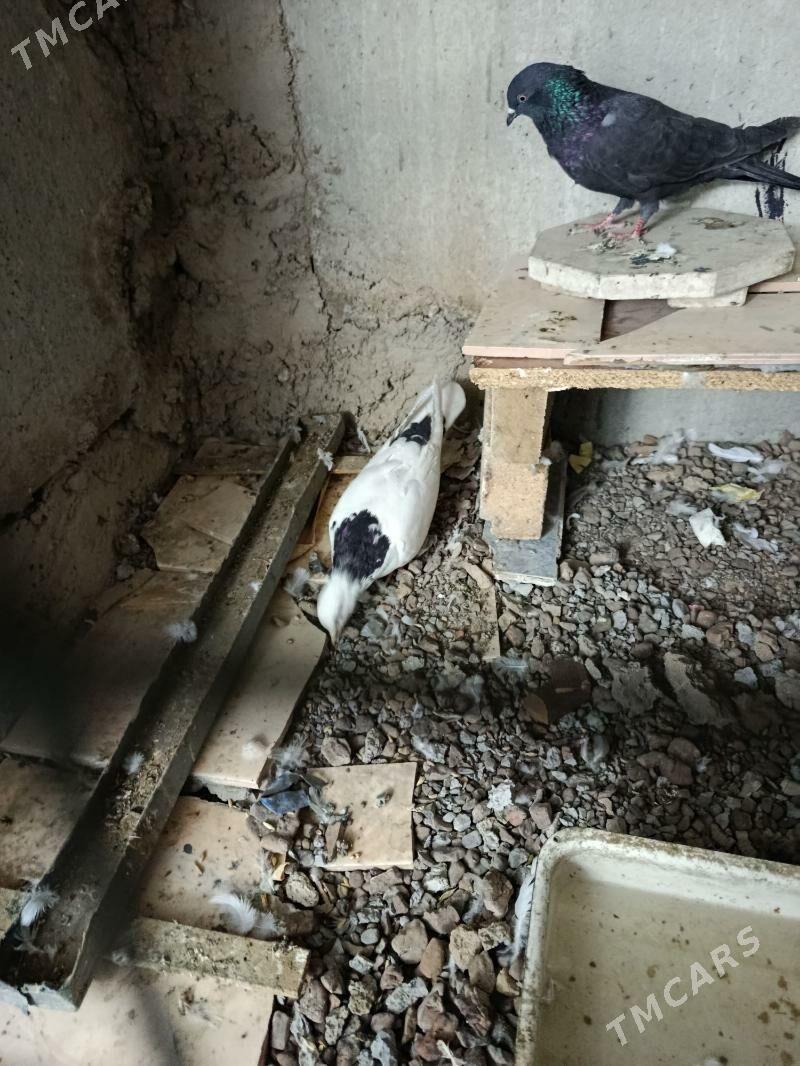 kepderi, голуби - Aşgabat - img 5