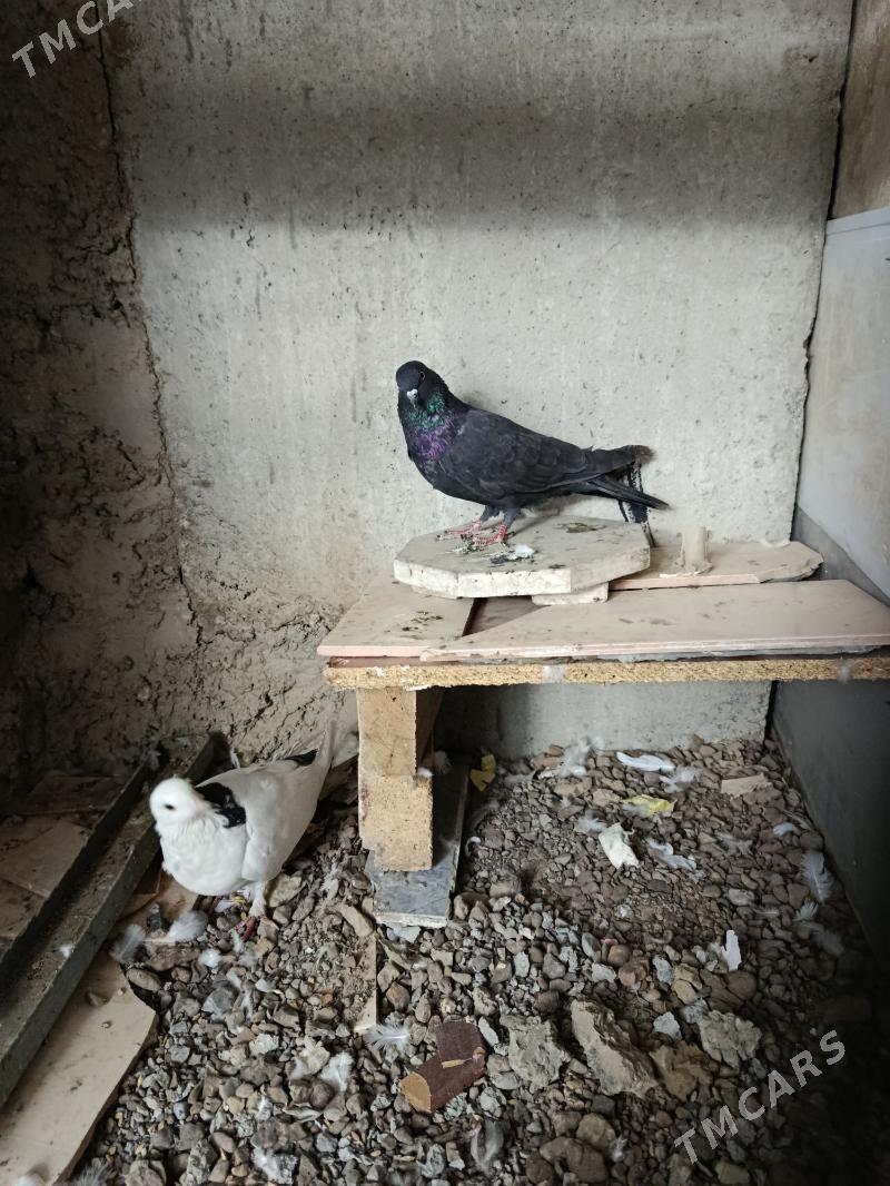 kepderi, голуби - Aşgabat - img 2