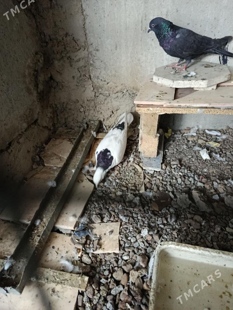 kepderi, голуби - Aşgabat - img 4