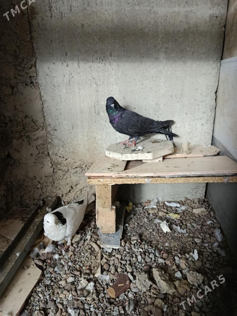 kepderi, голуби - Aşgabat - img 3