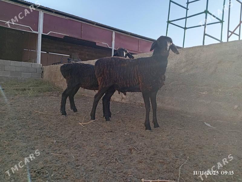 Gisar işek - Херрикгала - img 1