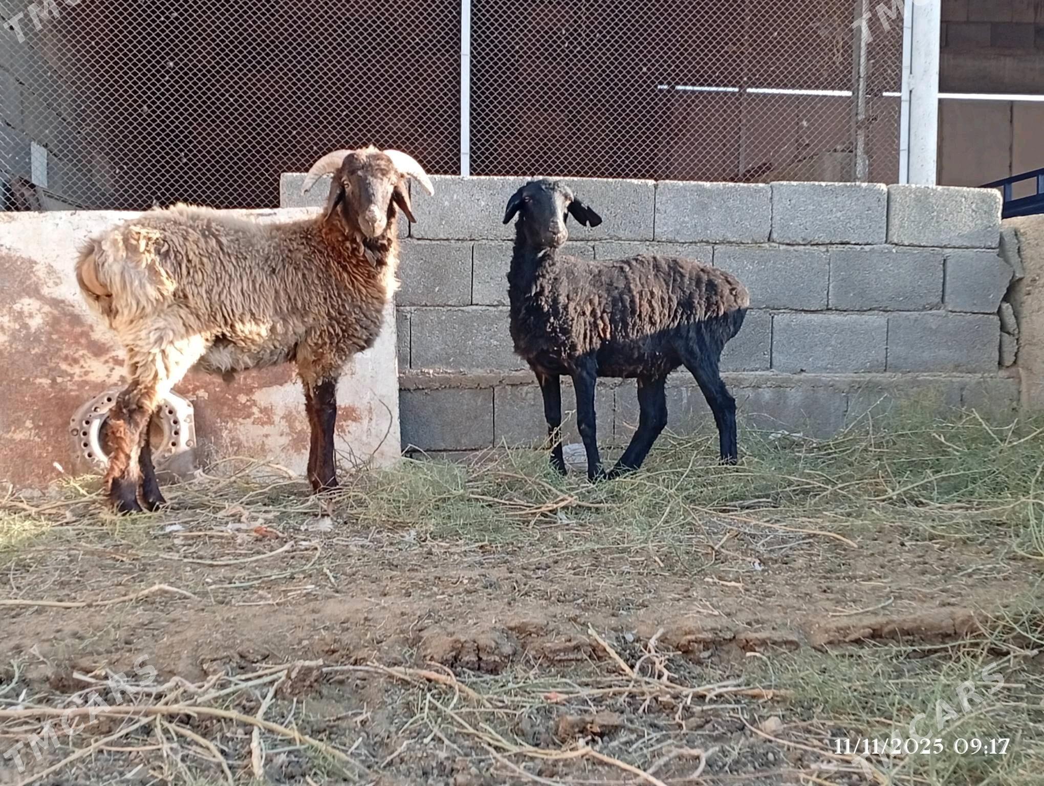 Gisar işek - Херрикгала - img 3