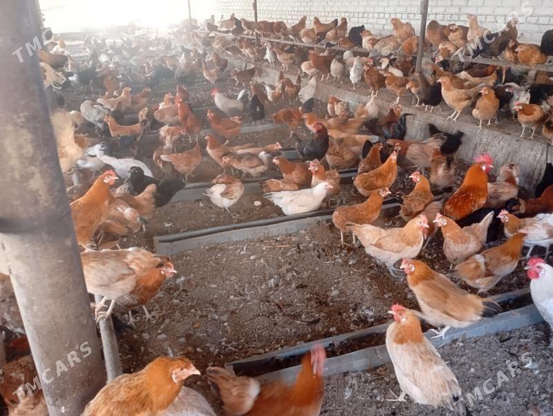 towuk - Mary - img 2