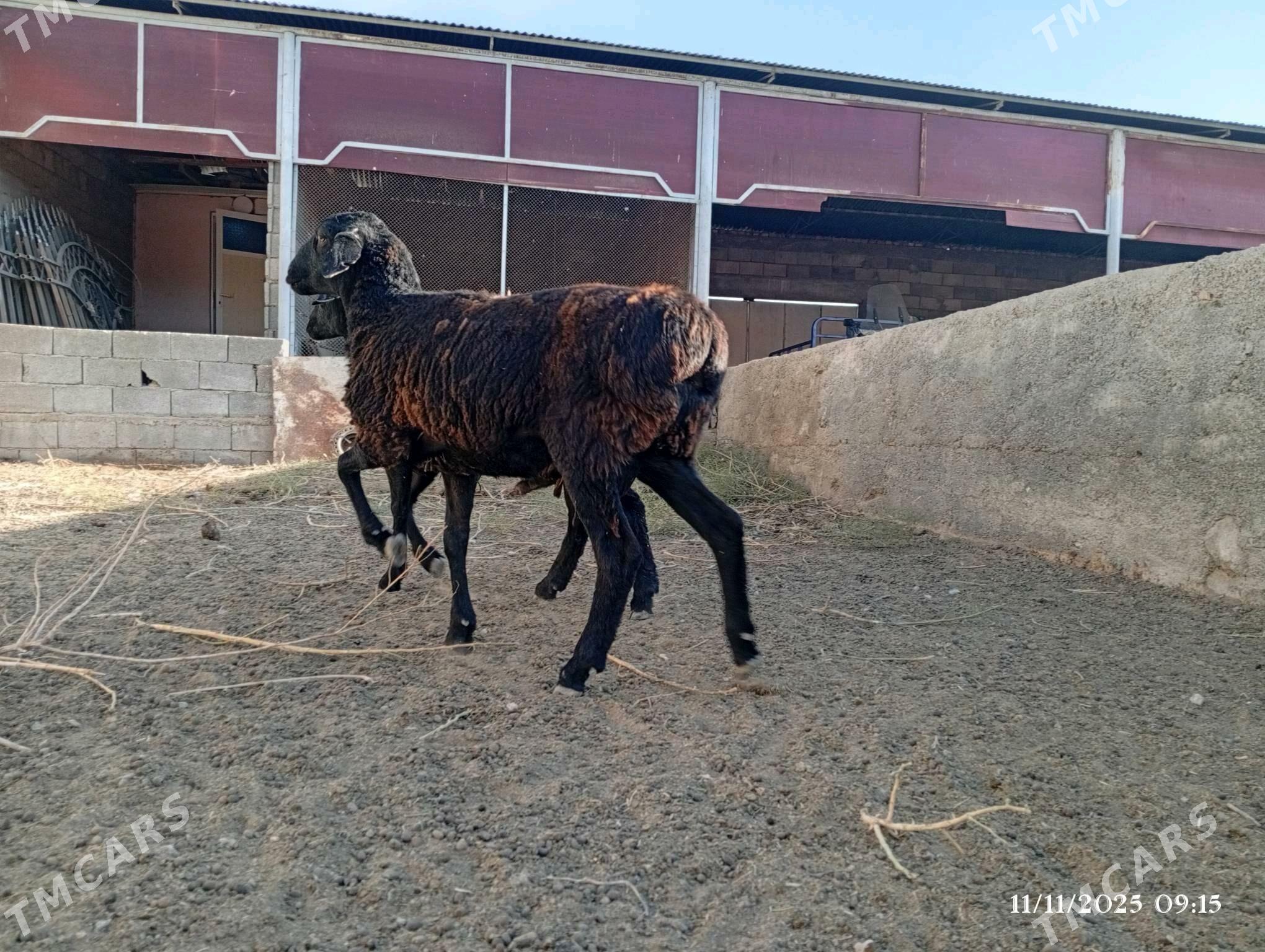 Gisar işek - Херрикгала - img 2