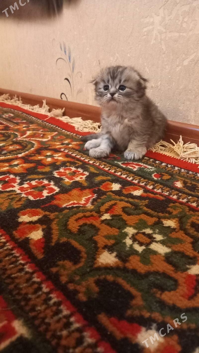 satlaniski - Mary - img 2