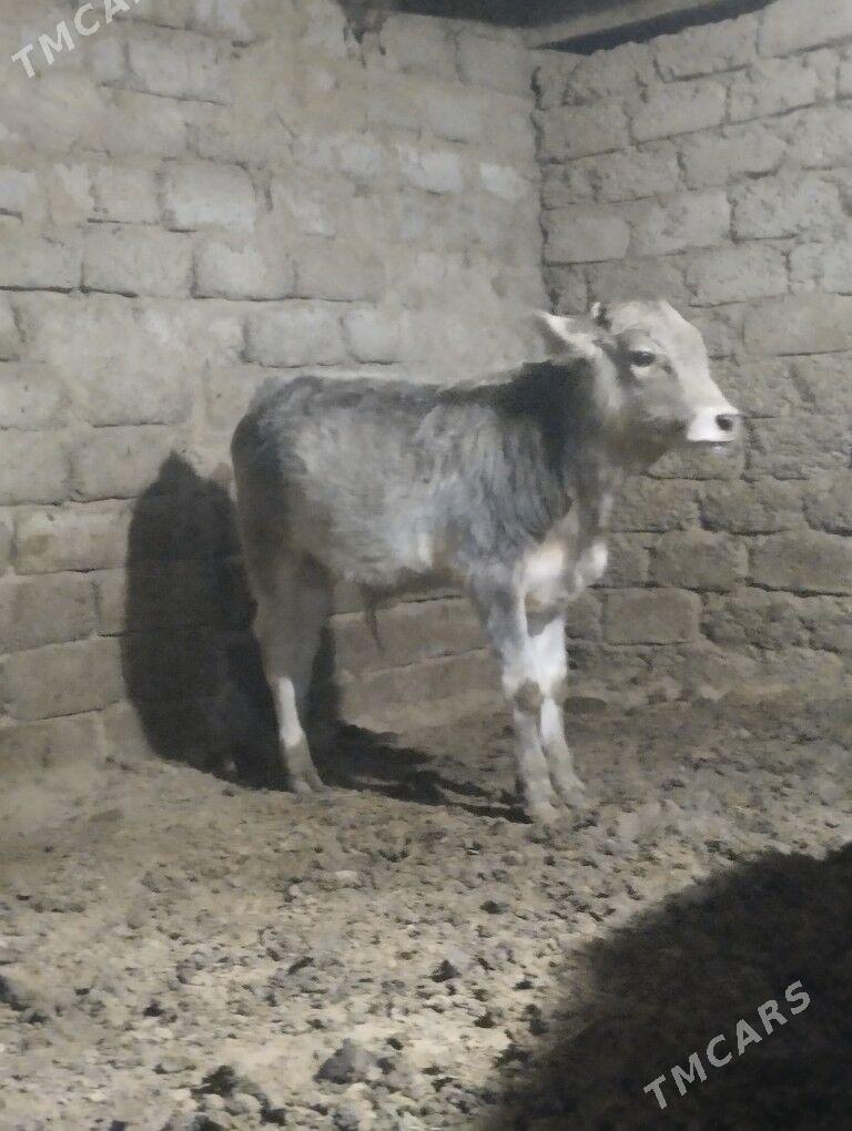 okuz - Büzmeýin - img 1