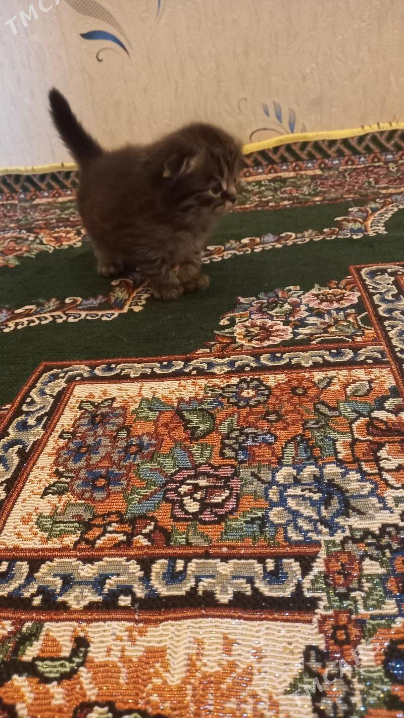 satlaniski - Mary - img 6