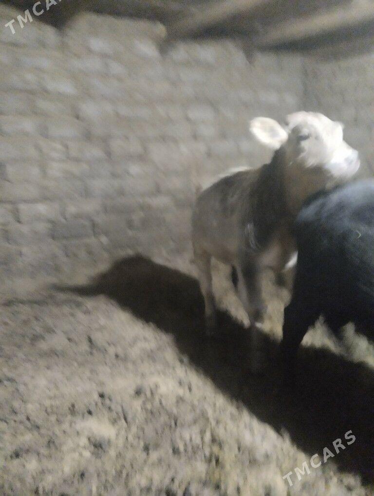 okuz - Büzmeýin - img 3