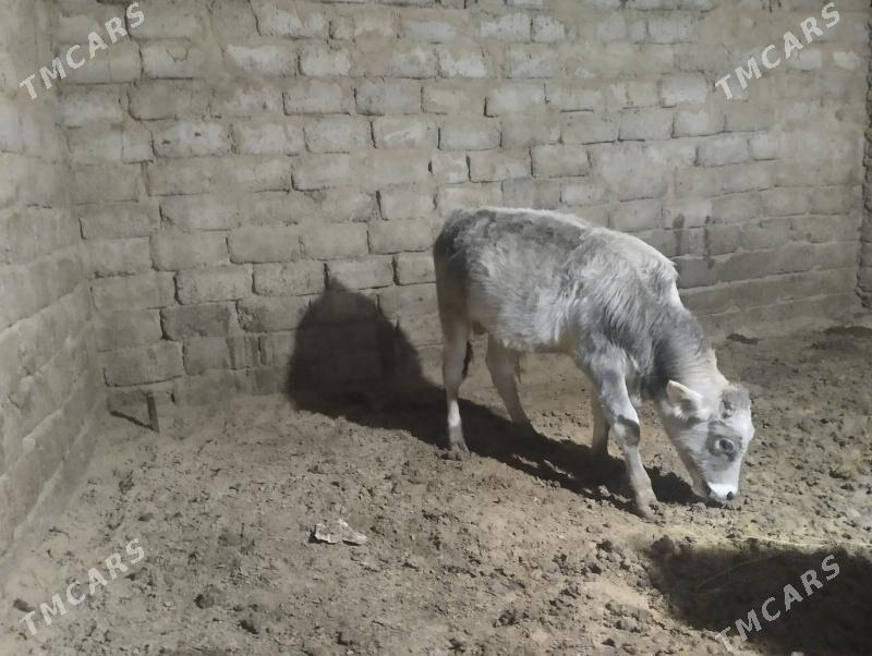 okuz - Büzmeýin - img 2