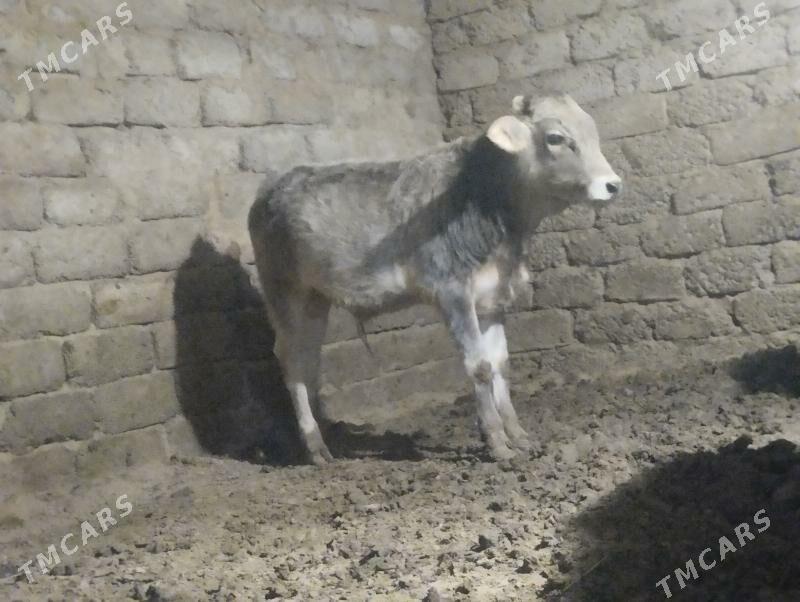 okuz - Büzmeýin - img 4