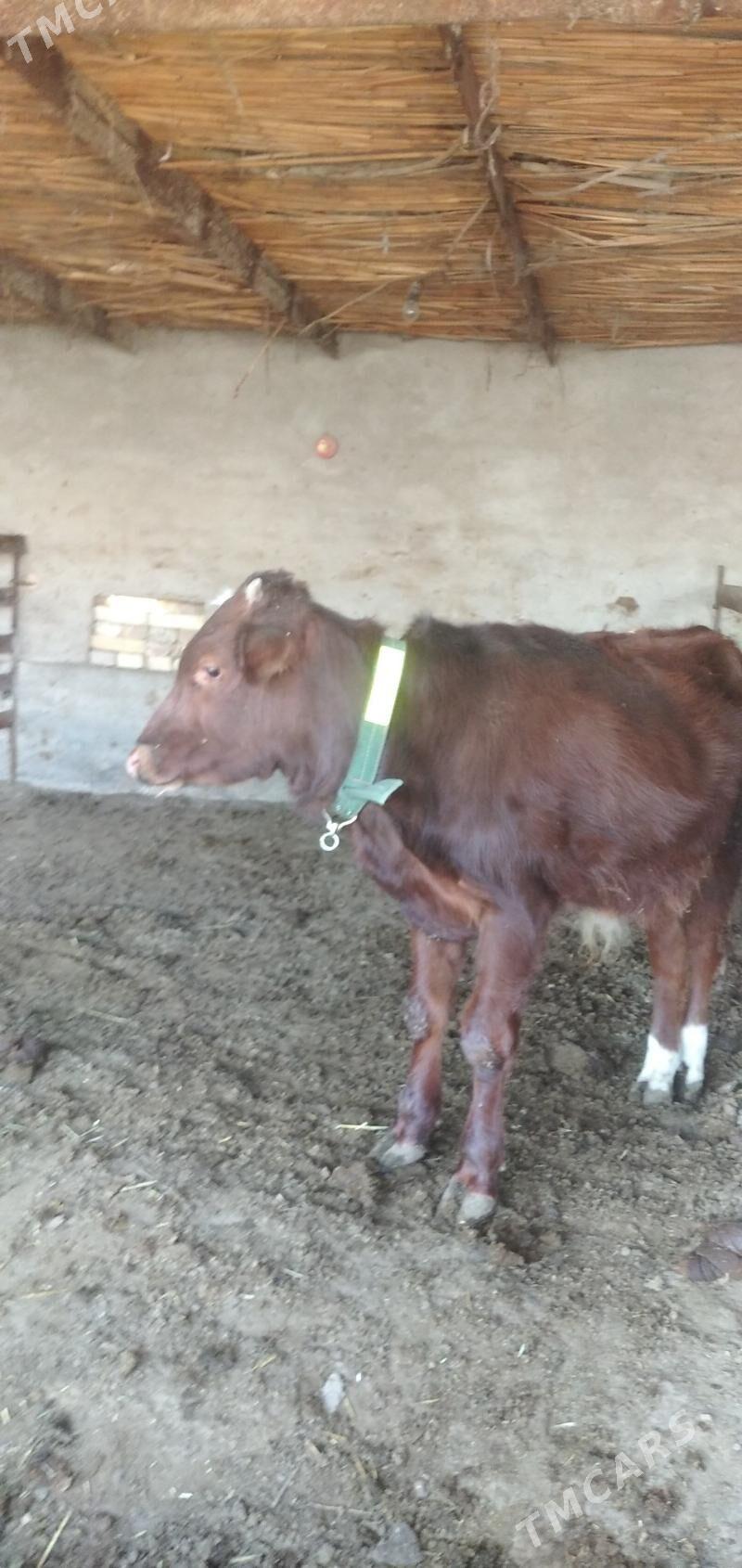 Öküz - Çärjew - img 4