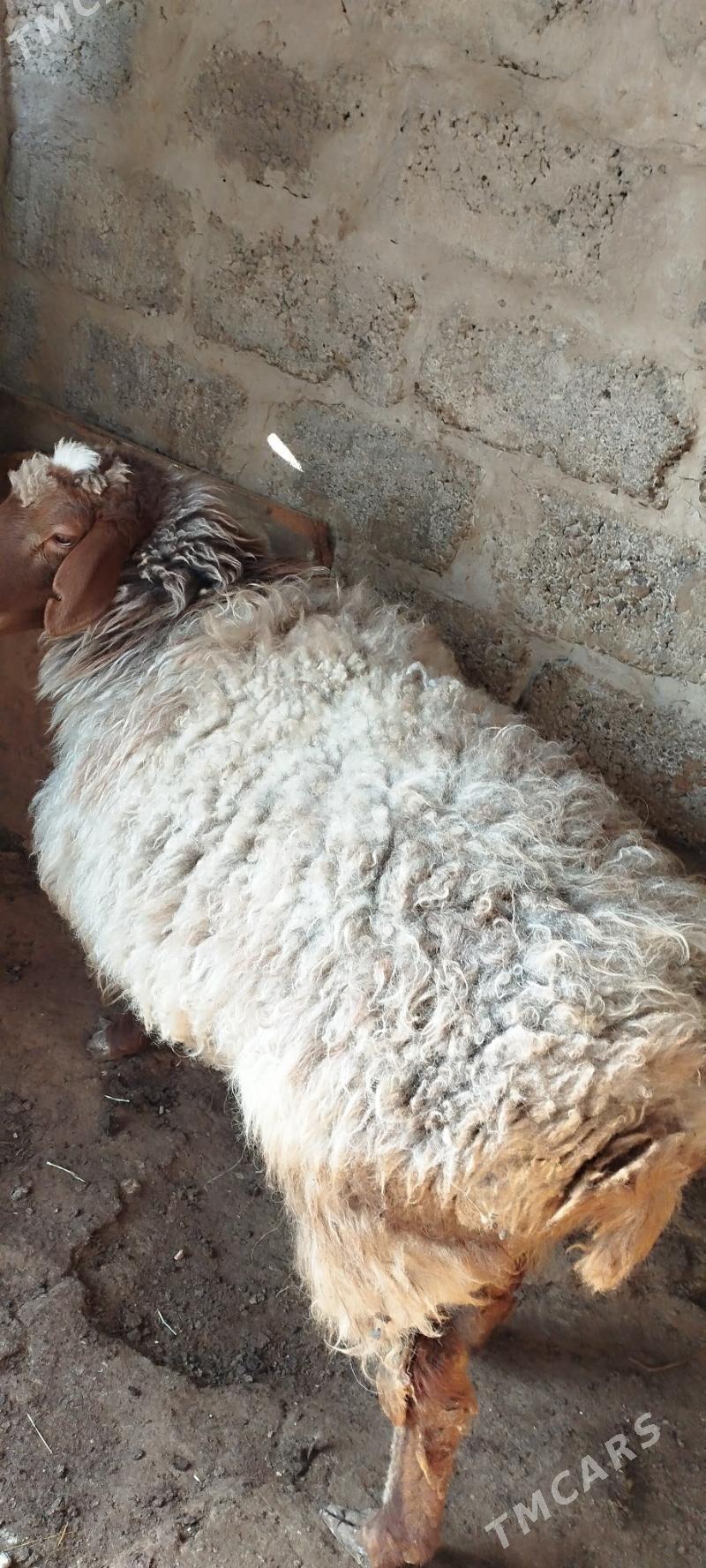 Goyun gsar - Багир - img 1