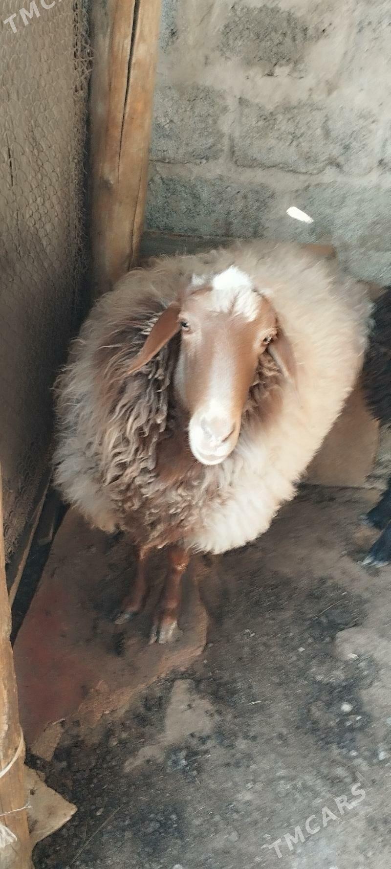 Goyun gsar - Багир - img 2