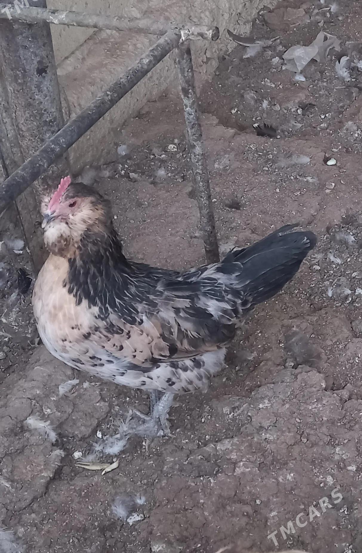 Towuk - Джебел - img 2