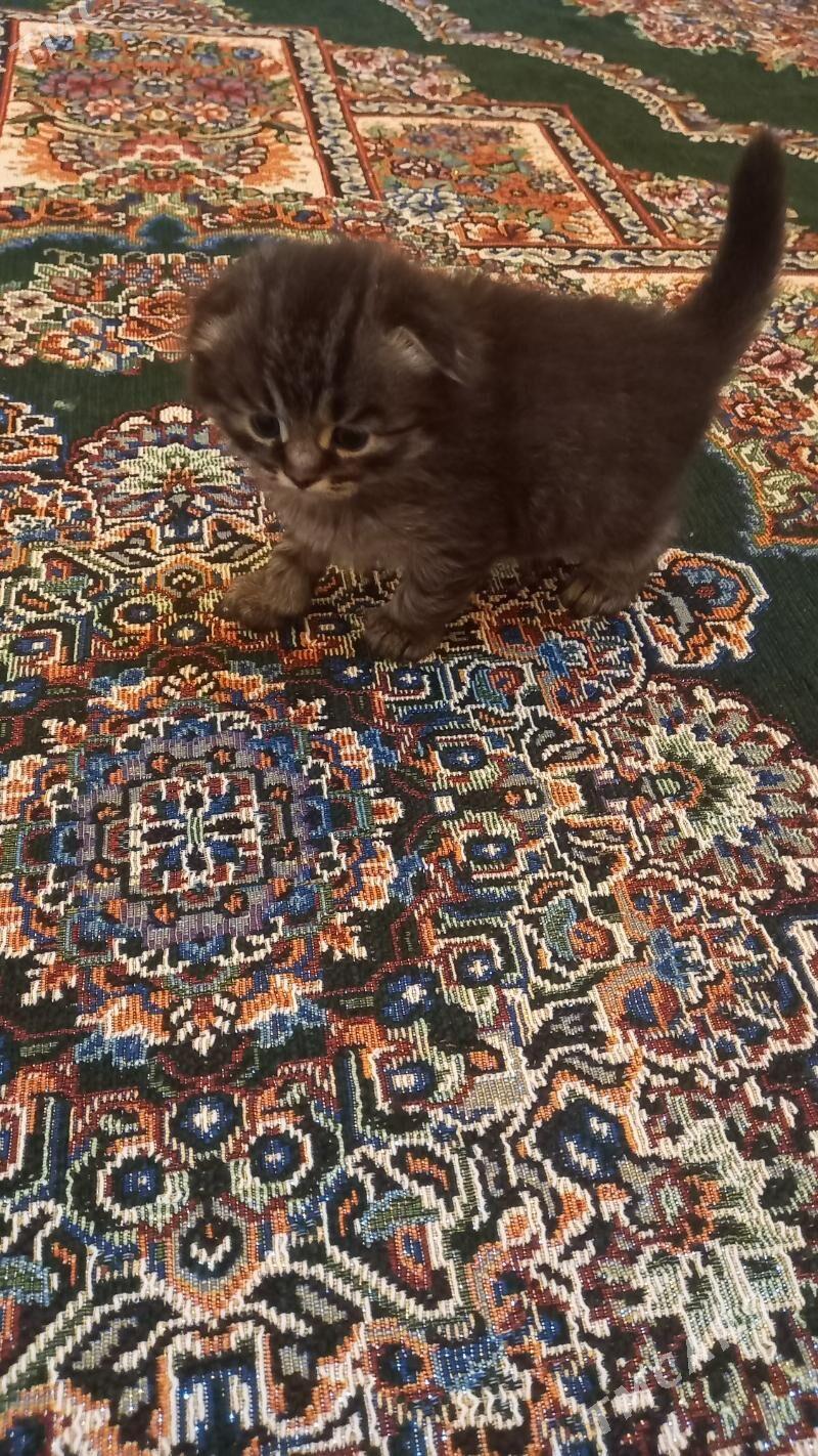 satlaniski - Mary - img 7