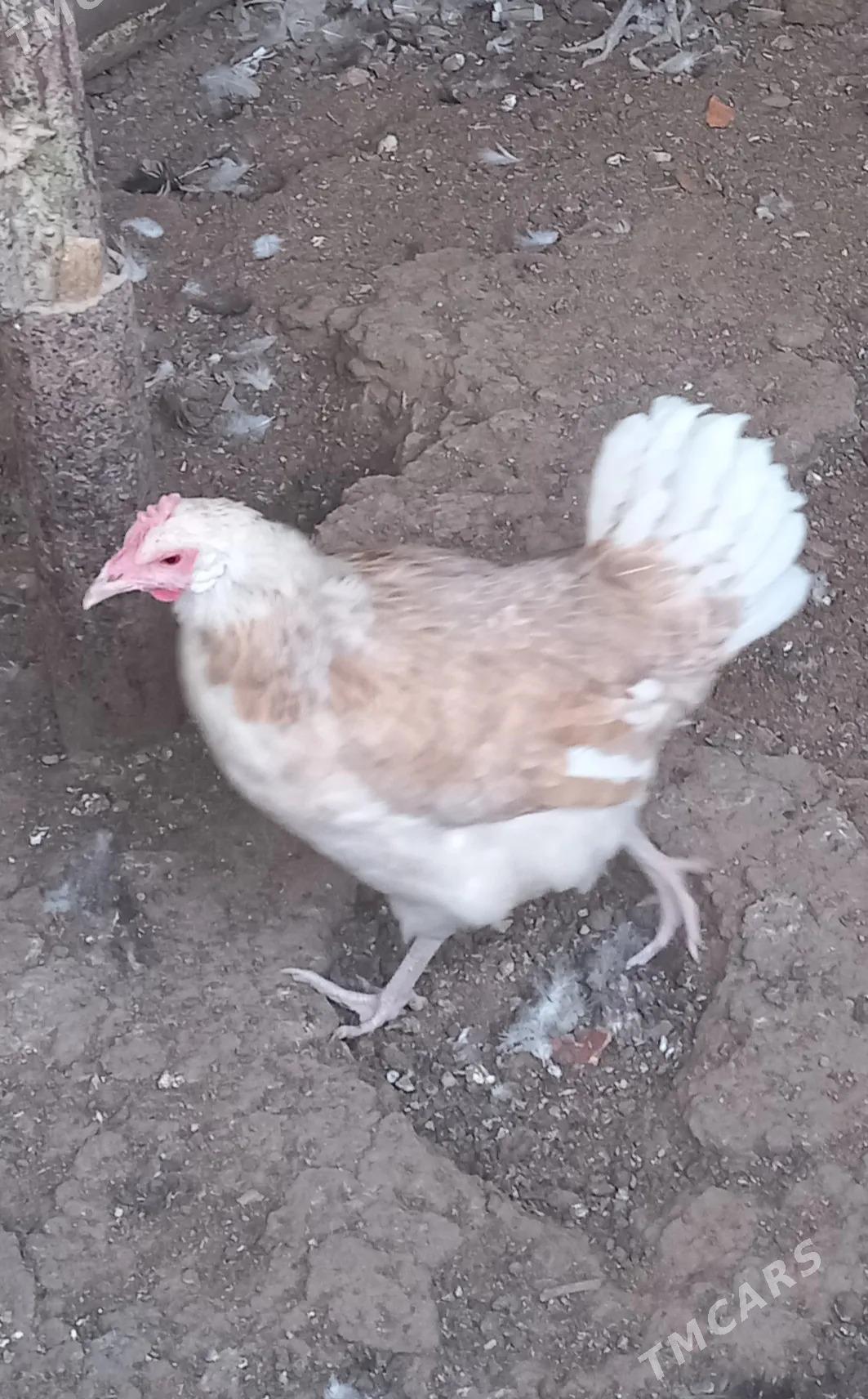 Towuk - Джебел - img 5