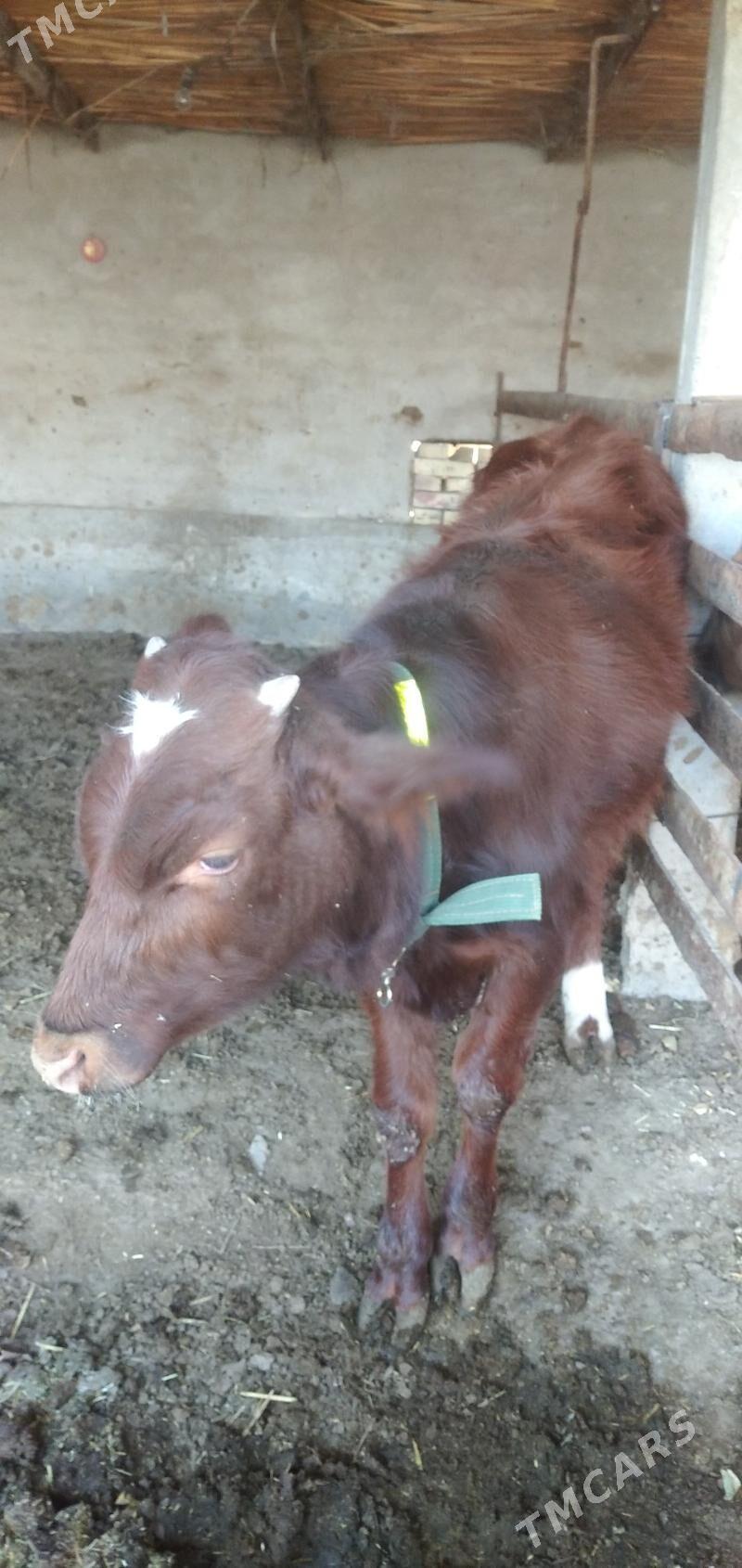 Öküz - Çärjew - img 3