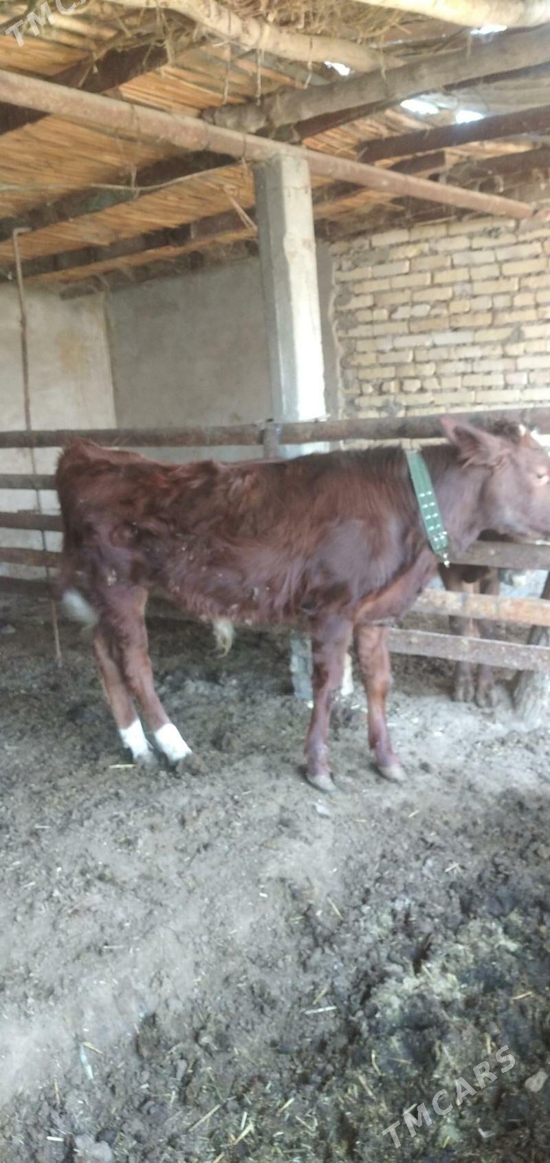 Öküz - Çärjew - img 2