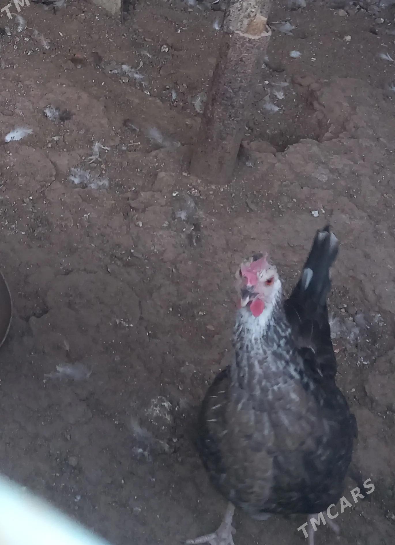 Towuk - Джебел - img 3