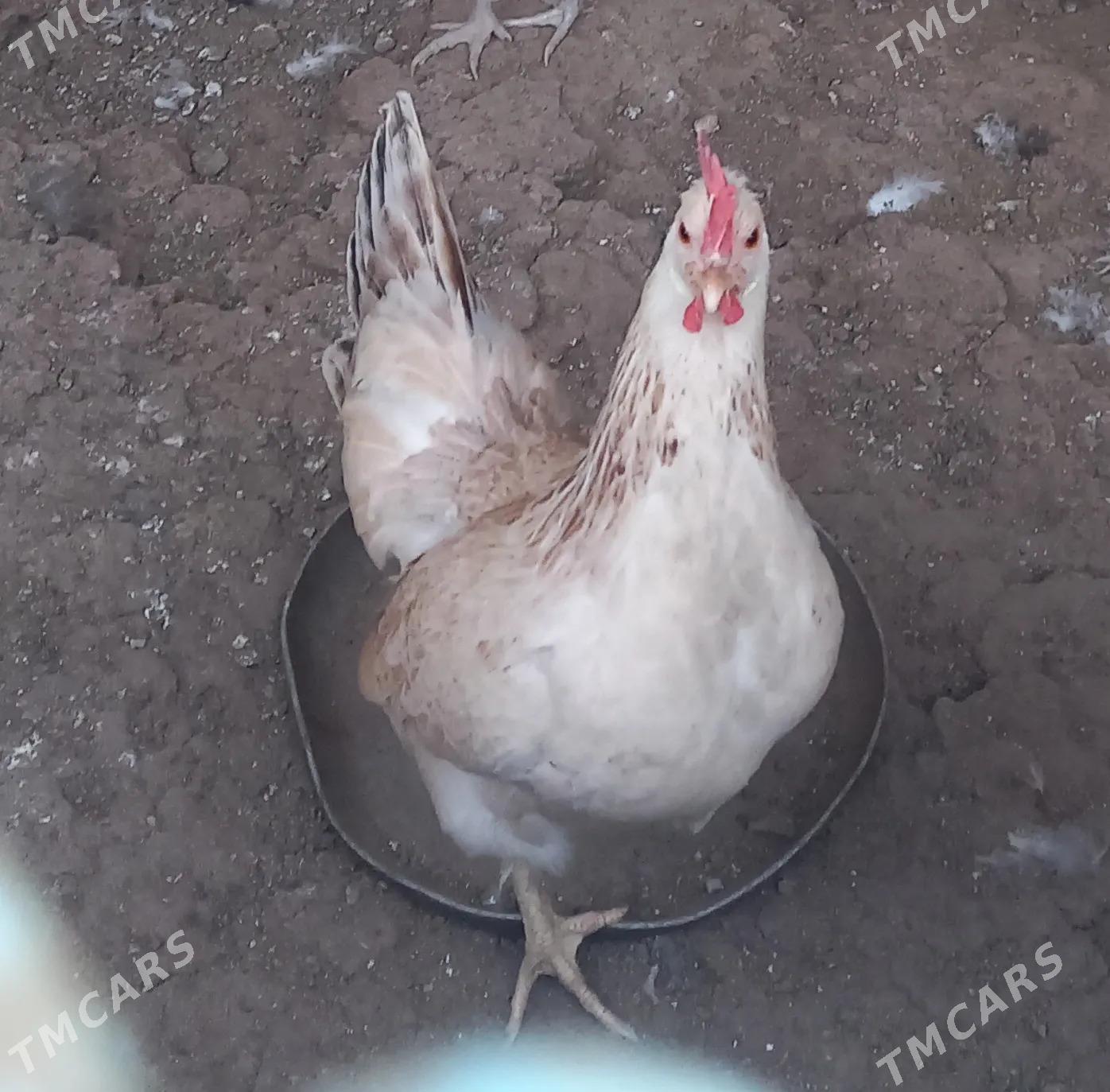 Towuk - Джебел - img 6