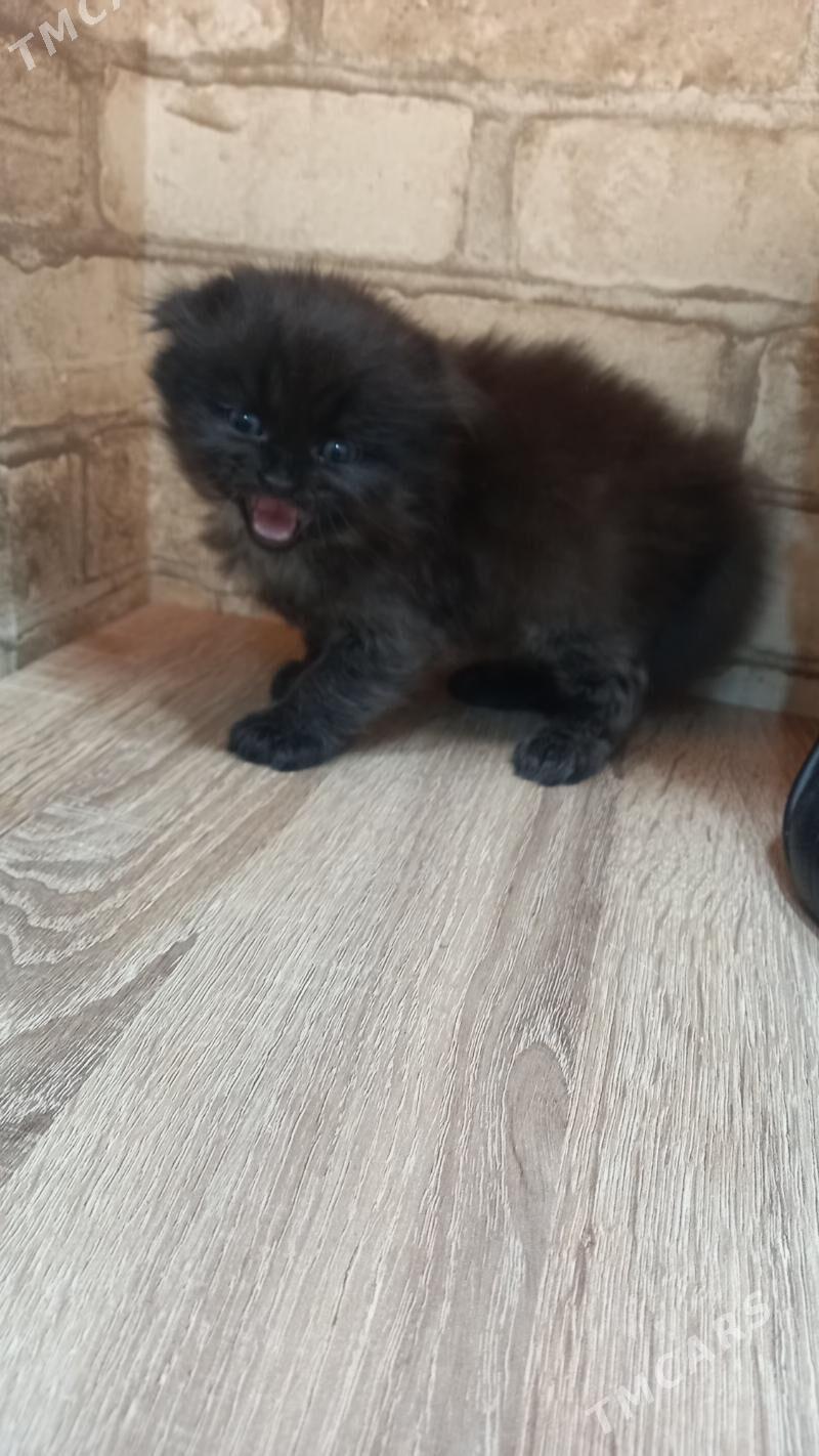 satlaniski - Mary - img 9