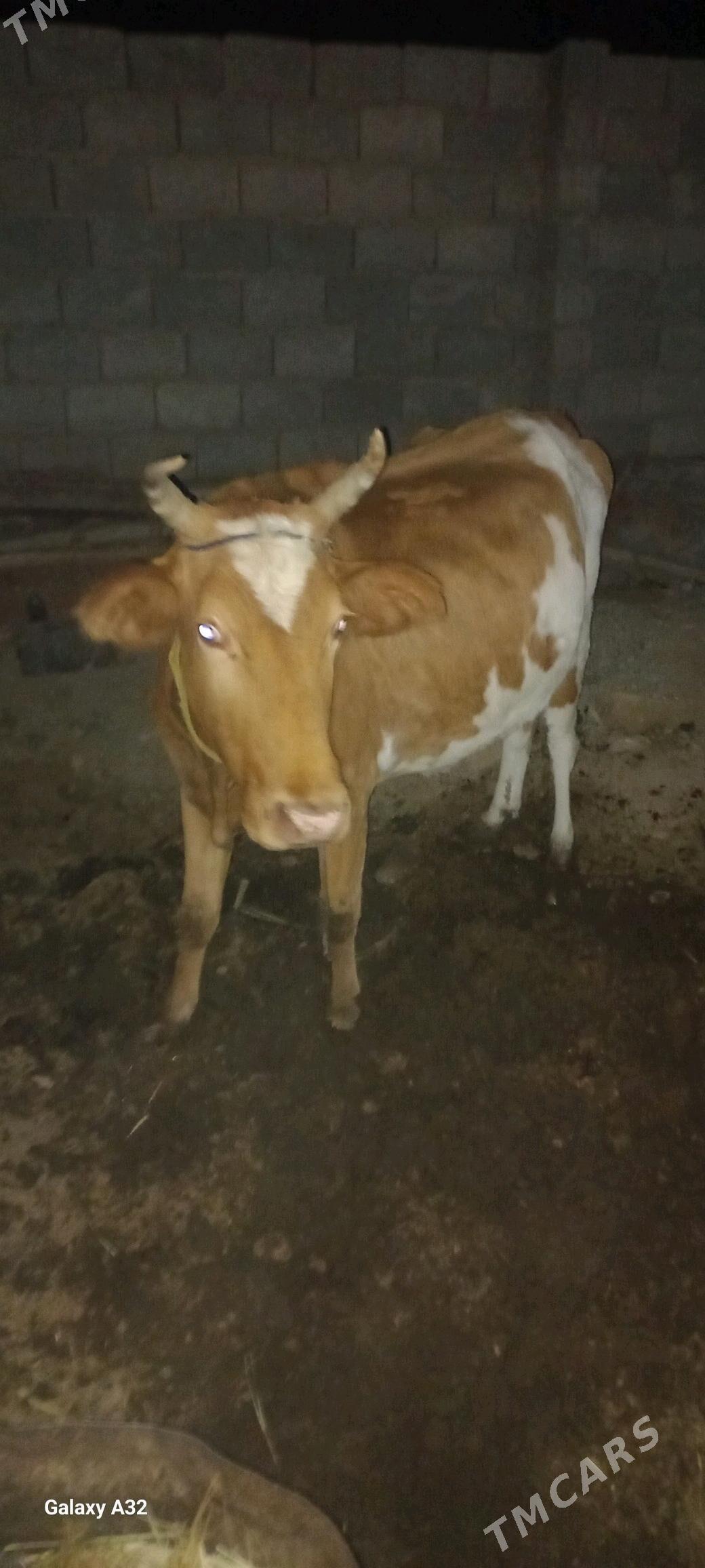 sygyr goleli - Теджен - img 2