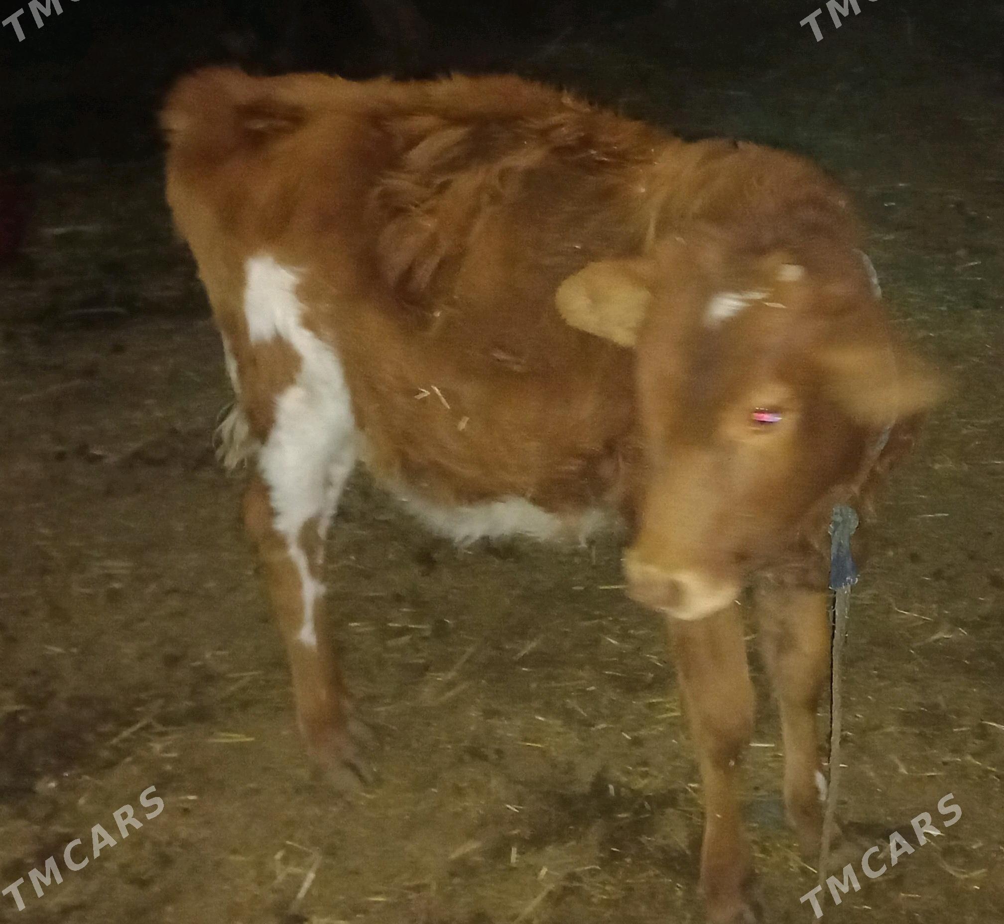 sygyr goleli - Теджен - img 3