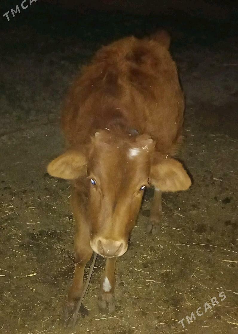 sygyr goleli - Теджен - img 5