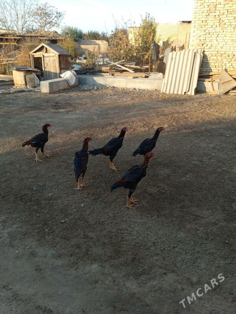 Бойсовы жуже - Чарджоу - img 2