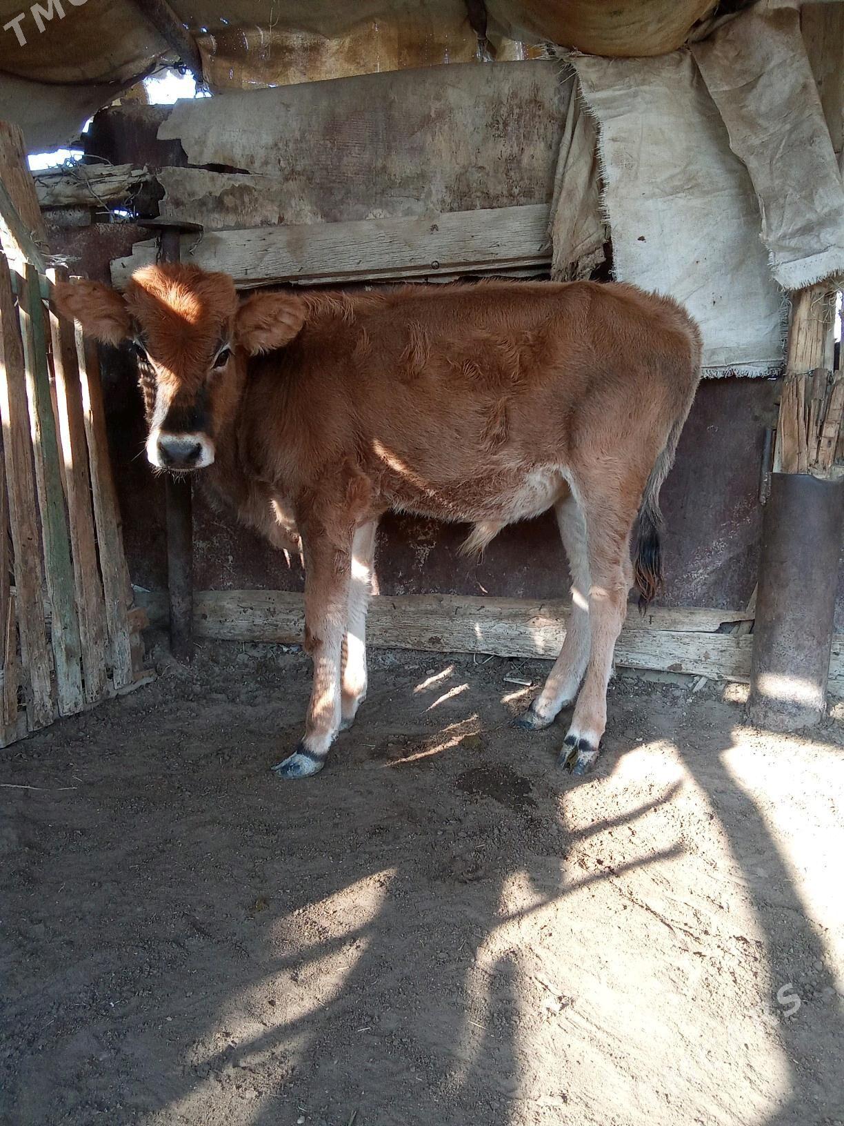 oküz - Esenguly - img 4