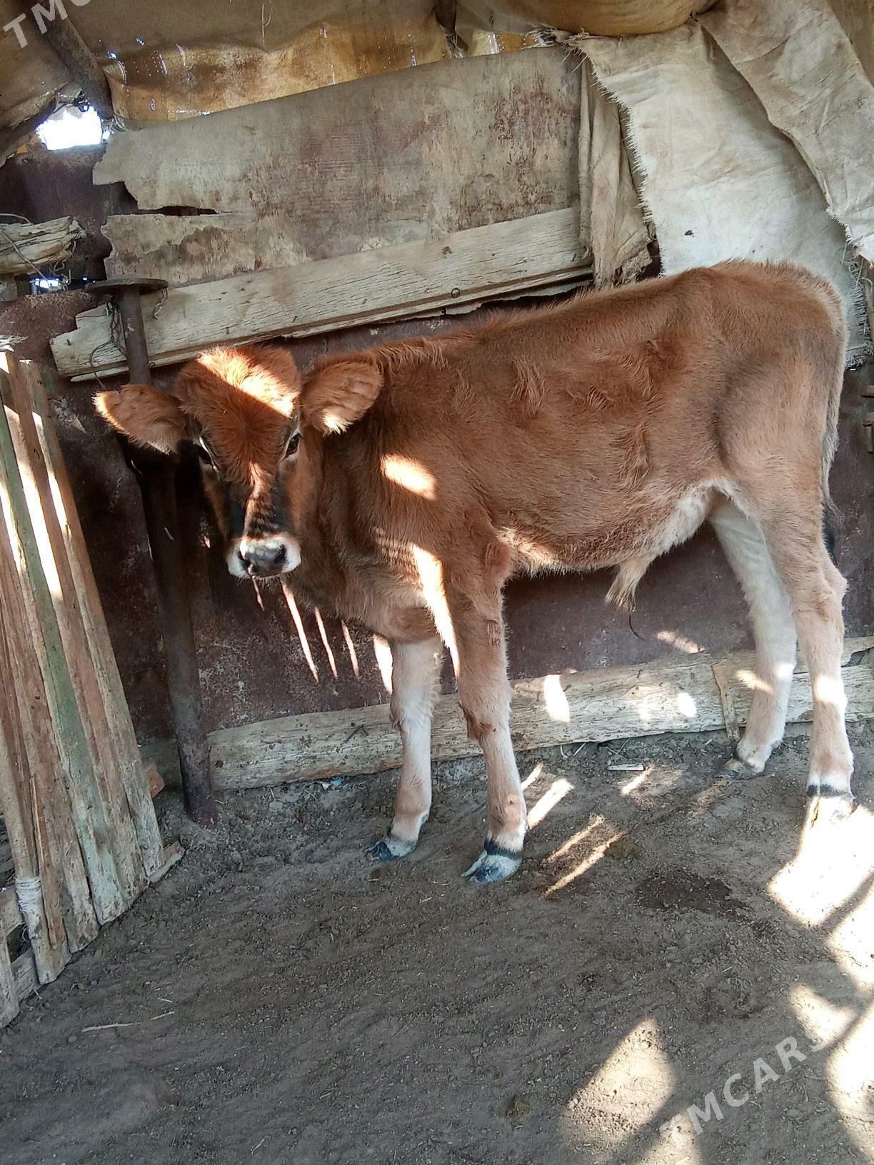 oküz - Esenguly - img 3