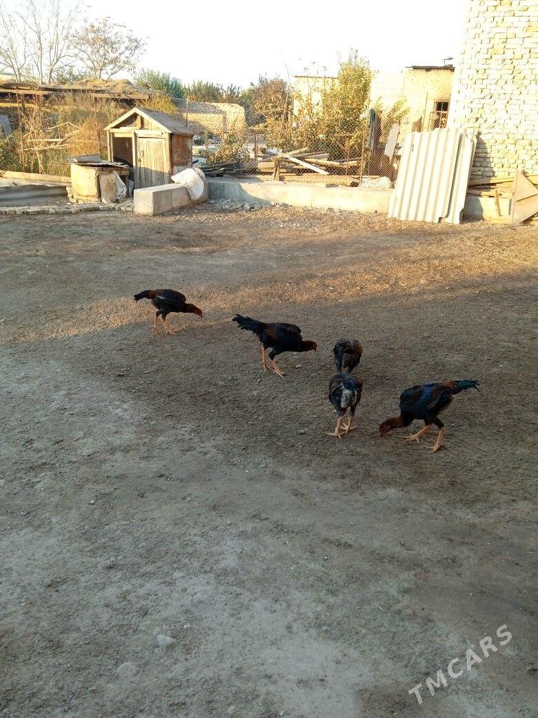 Бойсовы жуже - Чарджоу - img 3