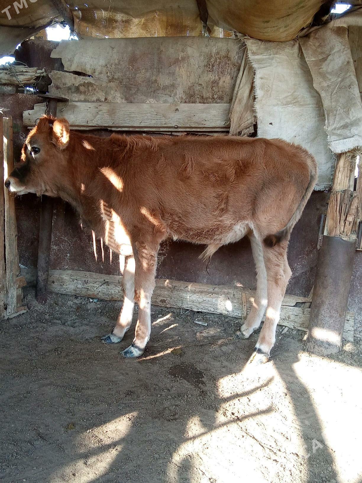 oküz - Esenguly - img 2