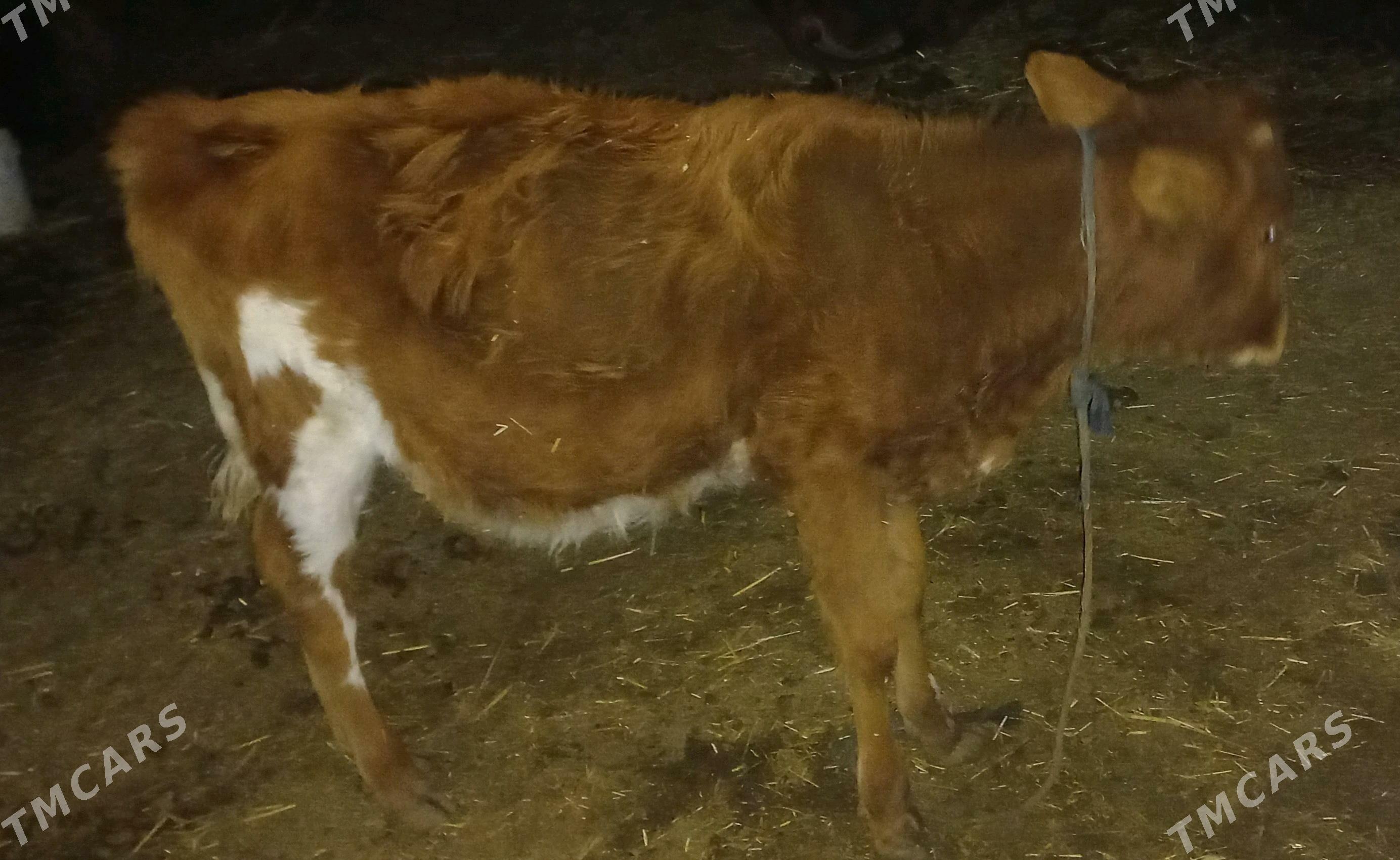 sygyr goleli - Теджен - img 4