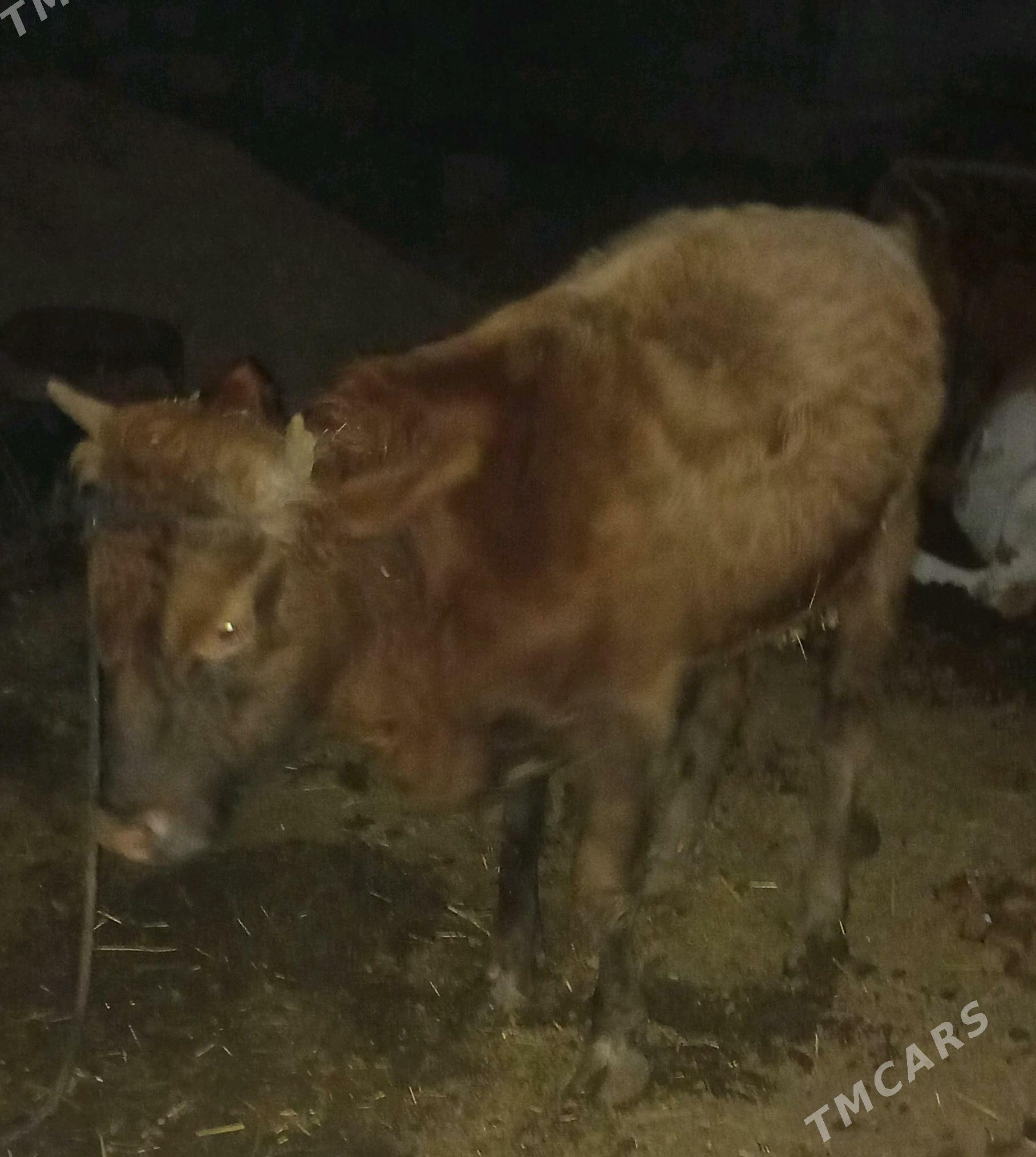 okuz - Tejen - img 3