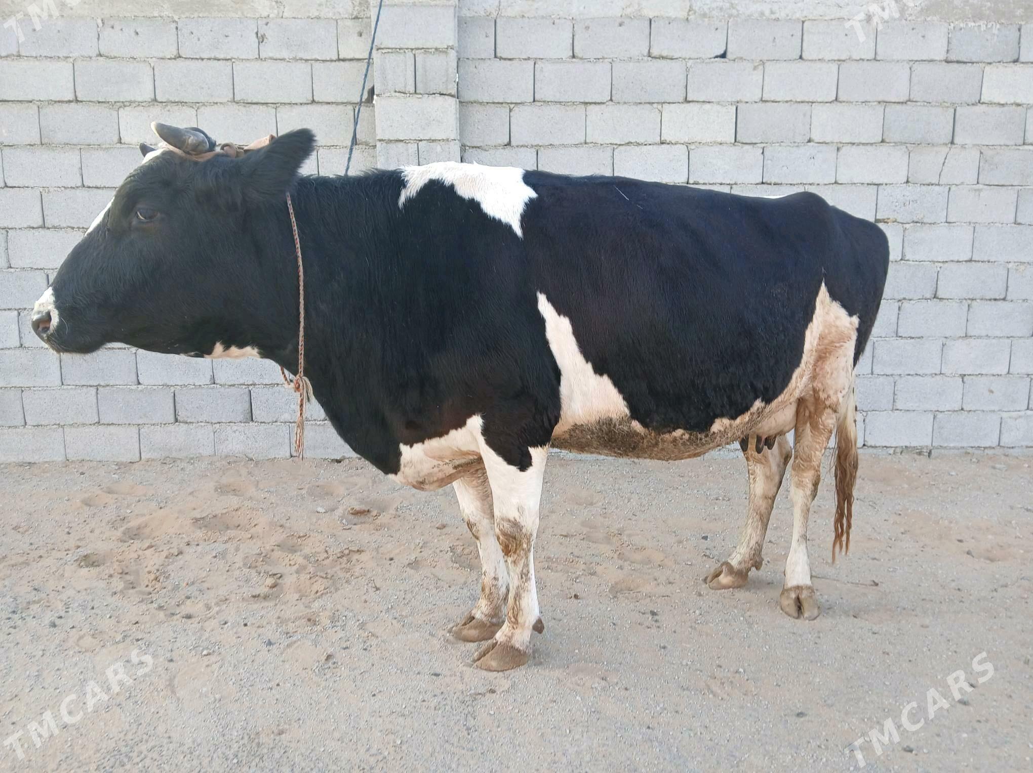 TOHUM SYGYR - Büzmeýin - img 3