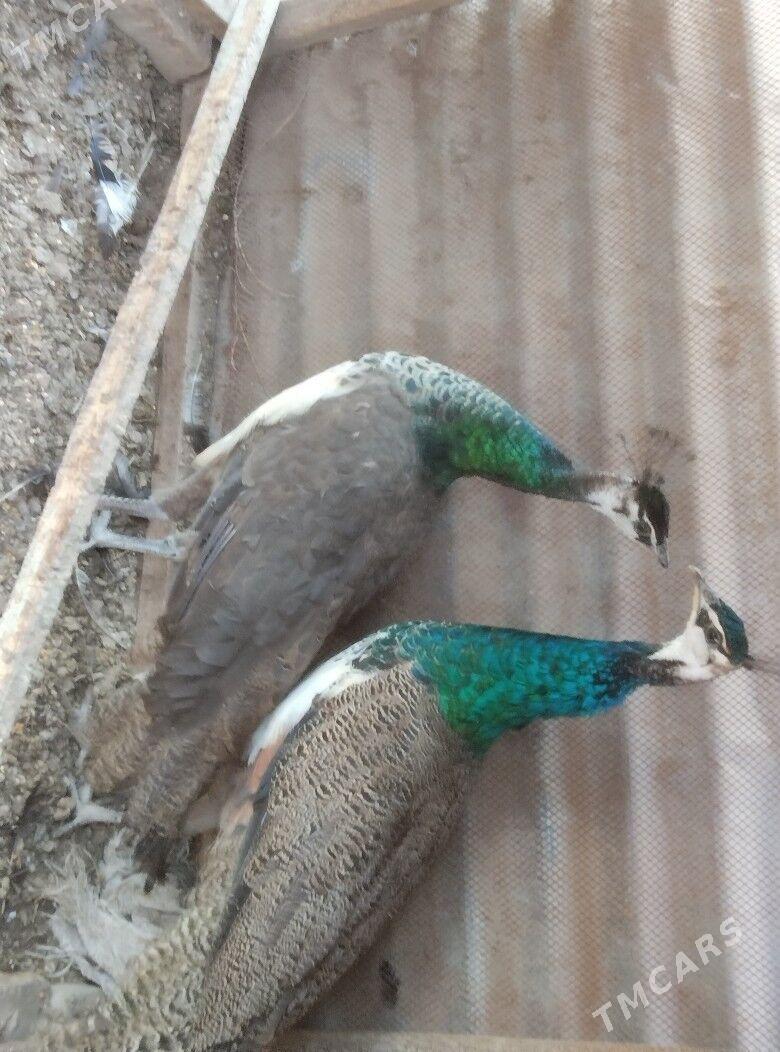 Tawus gus - Туркменабат - img 1