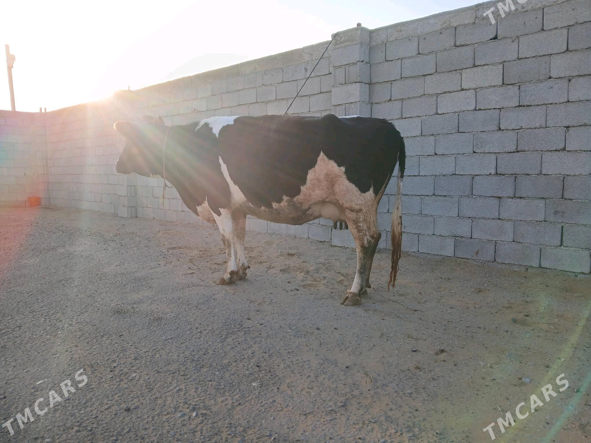 TOHUM SYGYR - Büzmeýin - img 2