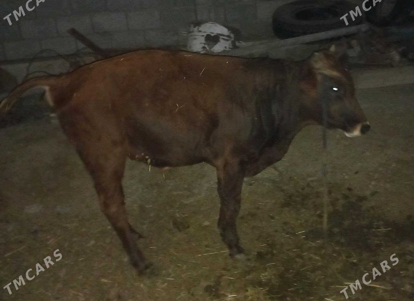 okuz - Tejen - img 2